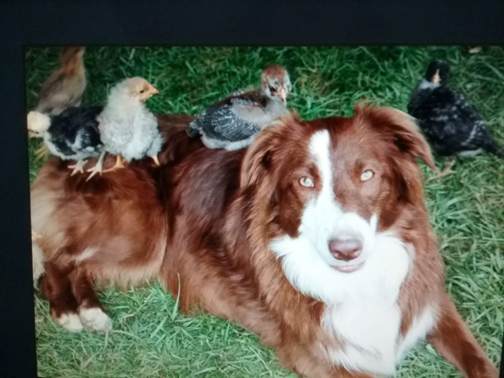 Australian shepherd dog guards baby chicks