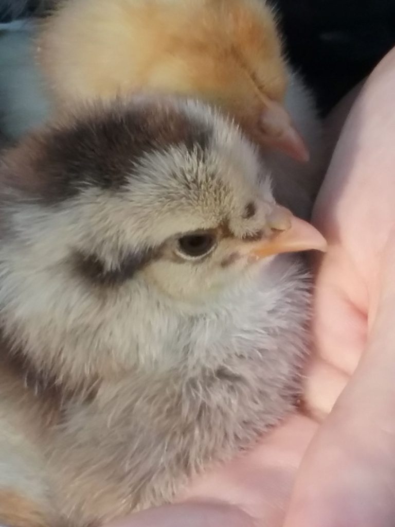 baby chicks Chloe Holiday
