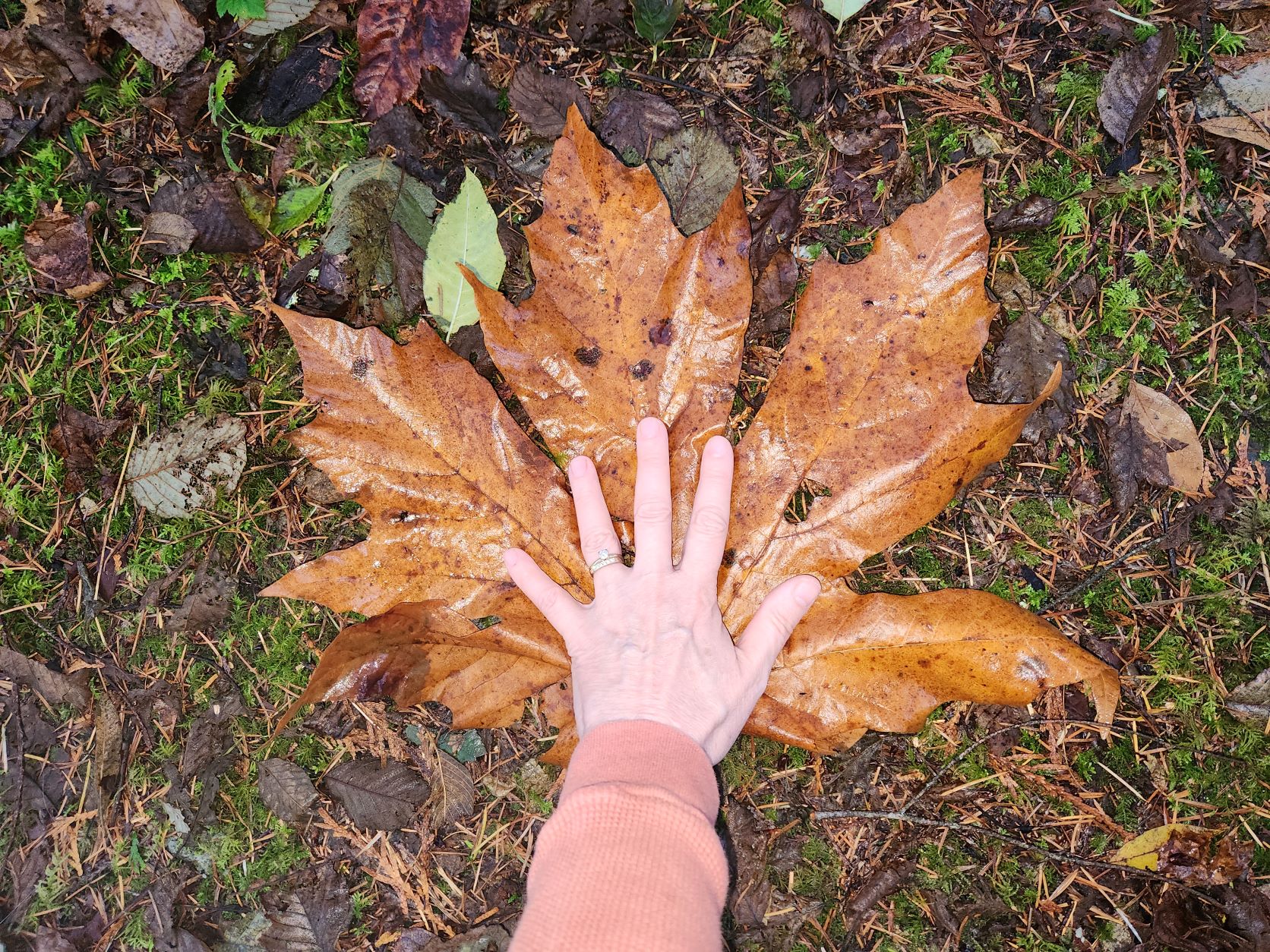Best holiday wishes from Chloe Holiday, as huge fall leaves yield to the puppy's first snow.