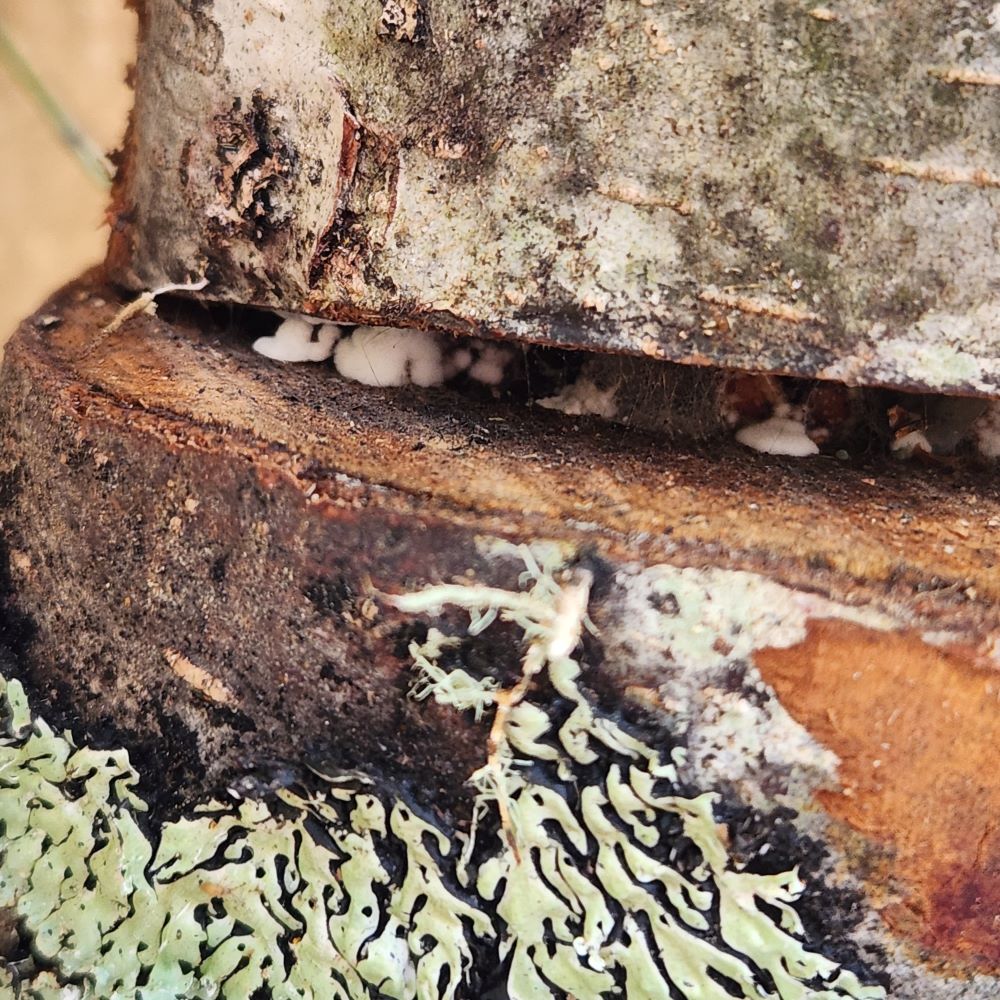 Baby Lion's Mane mushrooms peeking out of the cracks in the hardwood totem